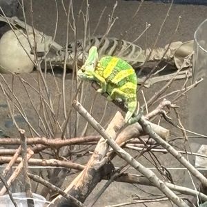 Meet your Posher, Ella